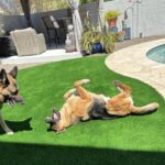 Best Artificial Grass for Pets - Phoenix and Tucson Area