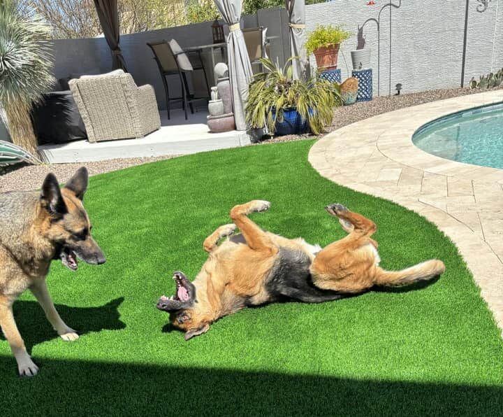 Best Artificial Grass for Pets - Phoenix and Tucson Area