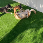 5 Ways Pet Turf Can Solve Common Backyard Problems for Pet Owners