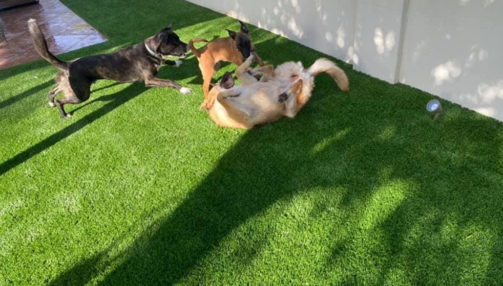 artificial grass for dogs in Phoenix