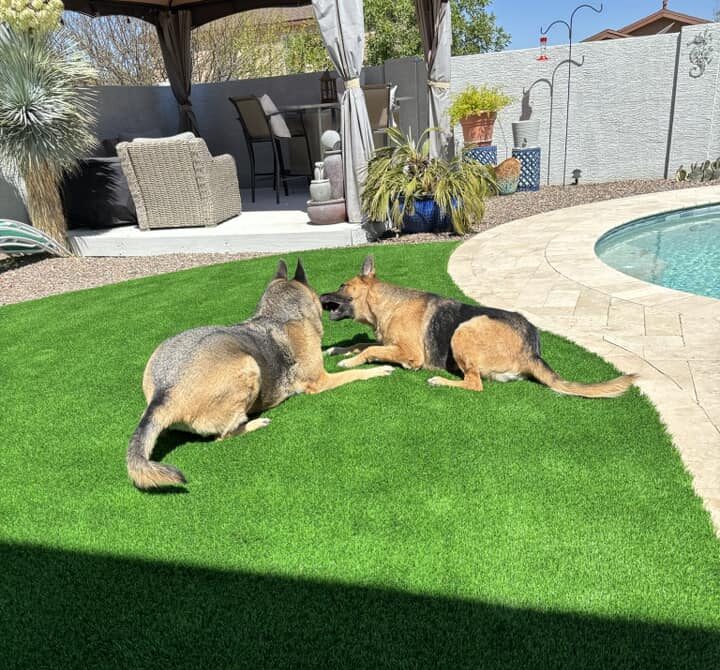 Best Pet-Friendly Artificial Turf Services in Arizona