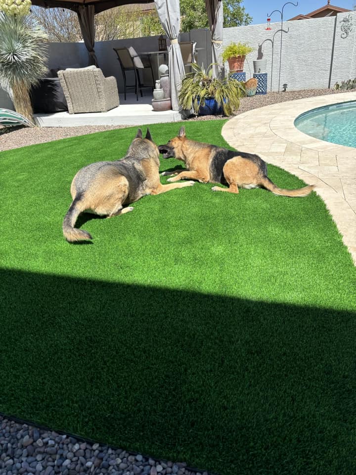 Best Pet-Friendly Artificial Turf Services in Arizona