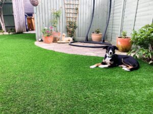benefits of artificial grass - pet friendly 