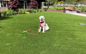 Cooling Artificial Turf Safe for Pets and Kids